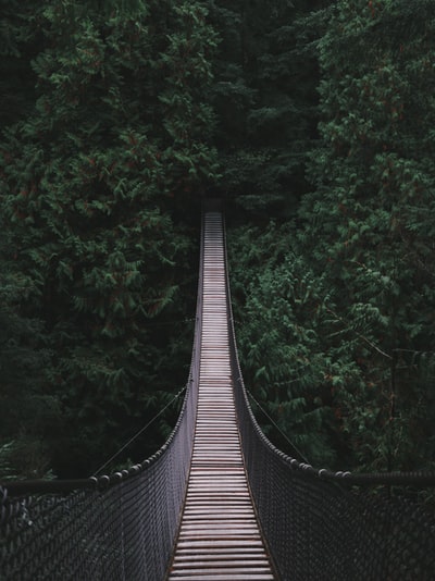 森林中桥